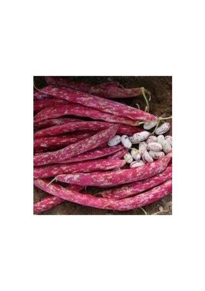 50 Adet Tohum Süper Paket Oturak Barbunya Tohumu Fasulye Tohumu Fasülye Tohumu fiyatları