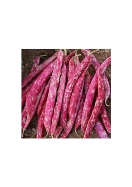 50 Adet Tohum Süper Paket Oturak Barbunya Tohumu Fasulye Tohumu Fasülye Tohumu modelleri