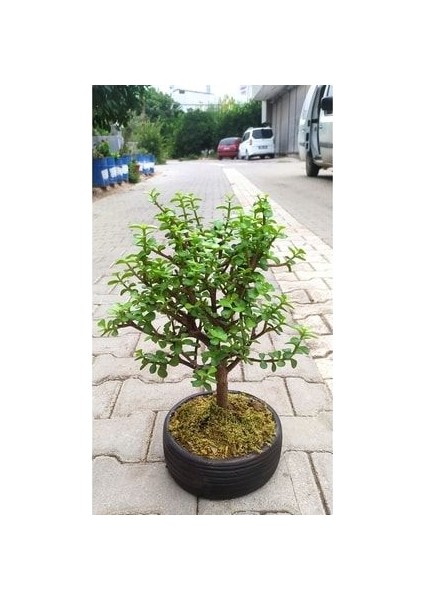 Bonsai Para Ağacı - Para Çiçeği - Bereket Ağacı