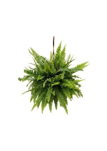 Aşk Merdiveni - Nephrolepis fırsatları