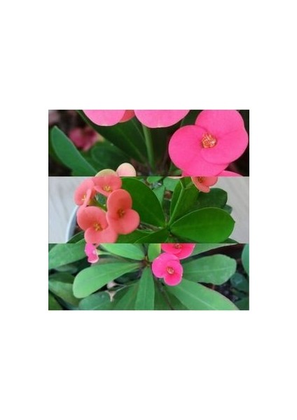 Pembe Dikenler Tacı