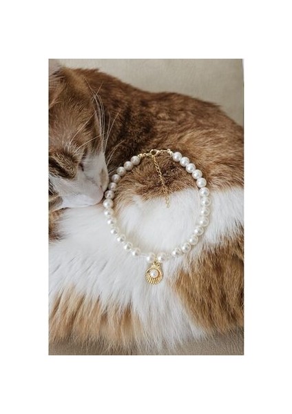 İncili, Kararmaz Kaliteli Gold Çelik Zincir, Kedi Tasması, Kedi Kolyesi, Deniz Kabuğu Uç
