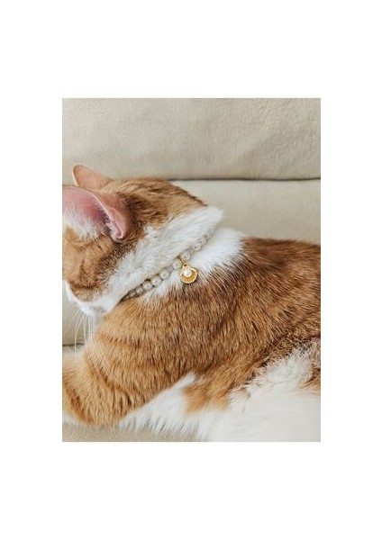 İncili, Kararmaz Kaliteli Gold Çelik Zincir, Kedi Tasması, Kedi Kolyesi, Deniz Kabuğu Uç fiyatları