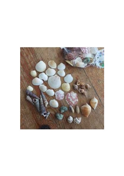 Doğal Deniz Kabuğu 100 Gr, Dekor, Deniz Kabuğu, Kabuk, Doğal, Deniz