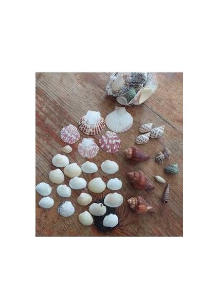 Doğal Deniz Kabuğu 100 Gr, Dekor, Deniz Kabuğu, Kabuk, Doğal, Deniz fiyatları
