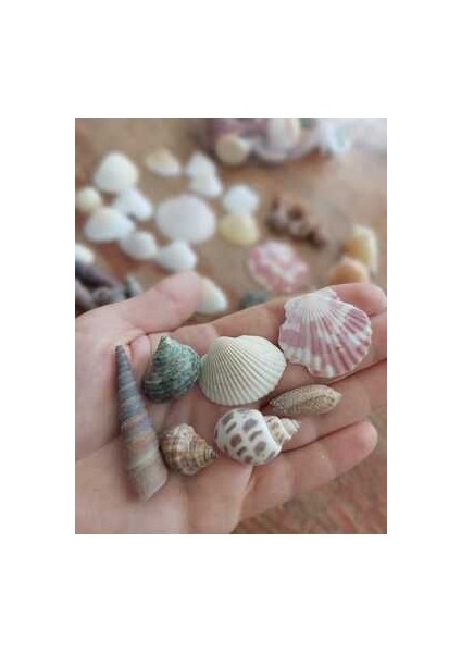 Doğal Deniz Kabuğu 100 Gr, Dekor, Deniz Kabuğu, Kabuk, Doğal, Deniz modelleri