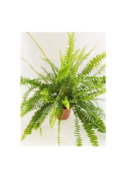 Aşk Merdiveni - Nephrolepis