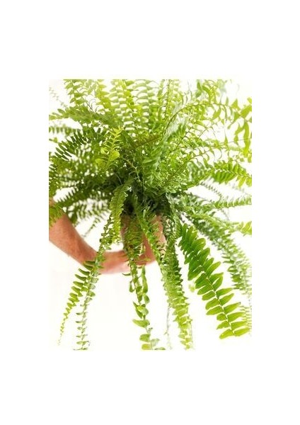 Aşk Merdiveni - Nephrolepis fiyatları