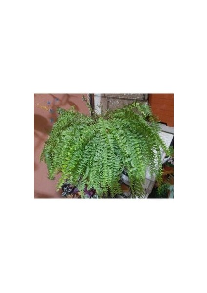 Aşk Merdiveni fiyatları