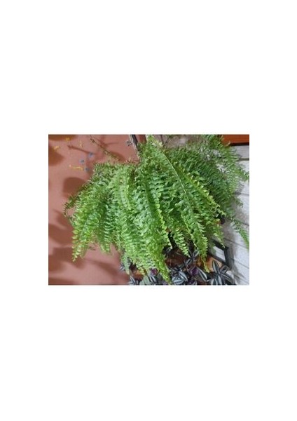 Aşk Merdiveni modelleri