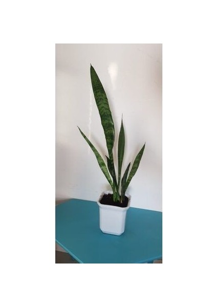 Kılıç Çiçeği fiyatları