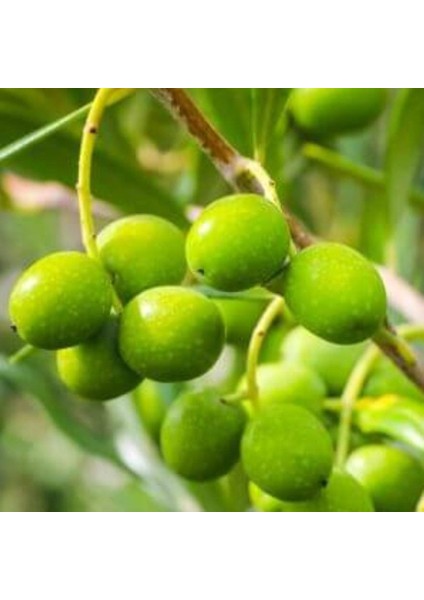 Nadir Bulunan Yüksek Polifenollü Çöp Aşı Zeytin Fidanı (10-15 Cm)