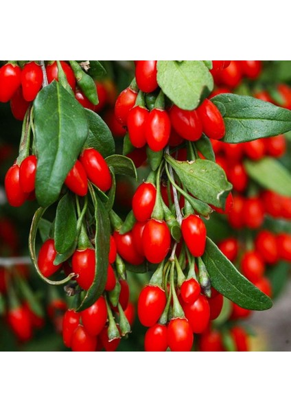 Soğuklara Dayanıklı Instant Success Kırmızı Meyveli Goji Berry Fidanı Seneye Meyve Verir