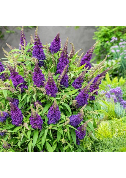 Nadir Tür Little Purple Koyu Pembe Kelebek Çalısı Fidanı fiyatları