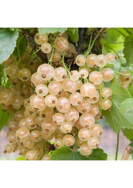Seneye Meyve Verir Durumda Tüplü Ribes Sativum Beyaz Frenk Üzümü Fidanı