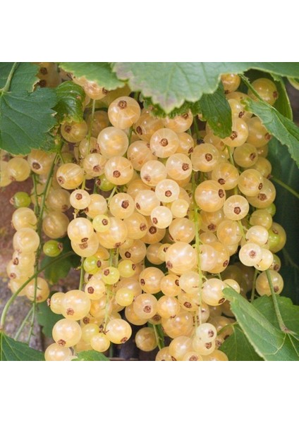 Seneye Meyve Verir Durumda Tüplü Ribes Sativum Beyaz Frenk Üzümü Fidanı fiyatları