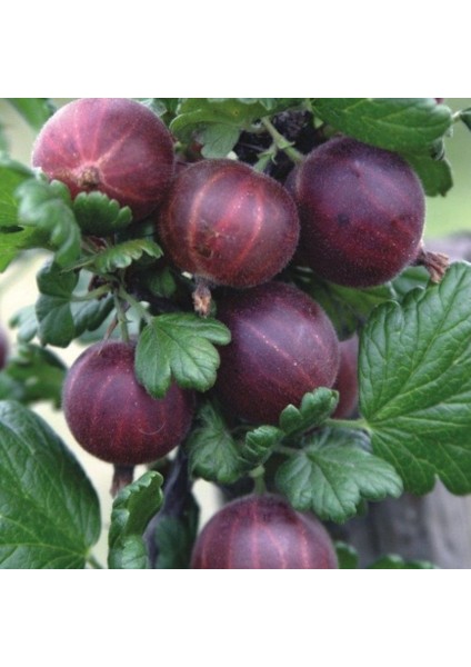 Dikensiz Ribes Uva Crispa Dikensiz Kırmızı Bektaşi Üzümü Fidanı Nadir Bitki
