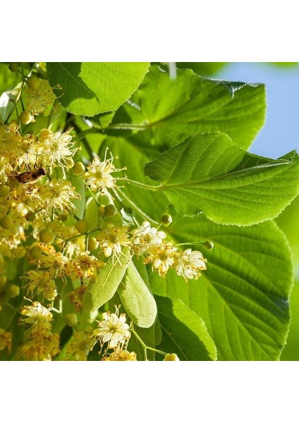 Hızlı Gelişen Soğuklara Dayanıklı Tilia Platyphyllos Avrupa Ihlamuru Fidanı