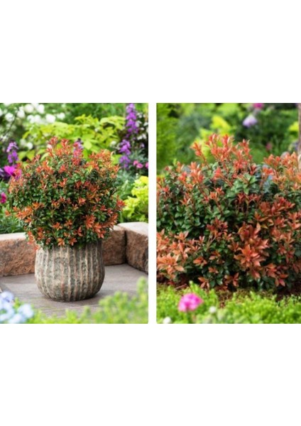 Tüplü Soğuklara Dayanıklı Japon Lavanta Fundası Pieris Japonica Little Frosty Herdem Yeşil