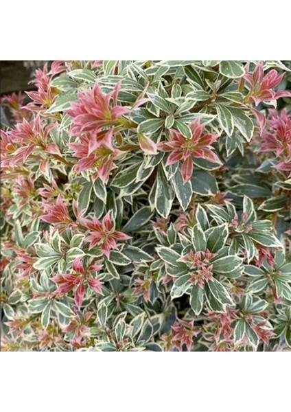 Tüplü Soğuklara Dayanıklı Japon Lavanta Fundası Pieris Japonica Little Frosty Herdem Yeşil fiyatları