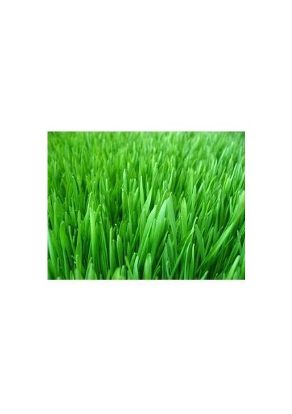 Çimka 7li Karışım Çim Tohumu 1 kg fiyatları