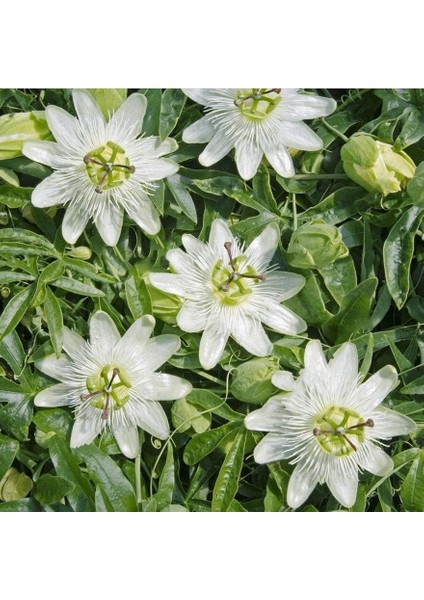 Tüplü Soğuklara Dayanıklı Kokulu Beyaz Çiçekli Passiflora Constance Elliott Çiçeği Fidanı