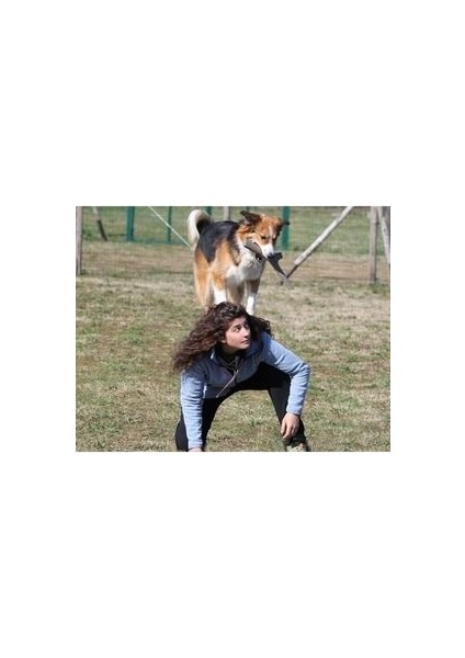 Köpekler Için At Tut Getir Oyun Çubuğu