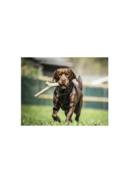 Köpekler Için At Tut Getir Oyun Çubuğu