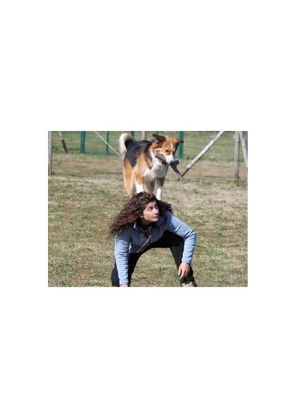Köpekler Için At Tut Getir Oyun Çubuğu indirimleri