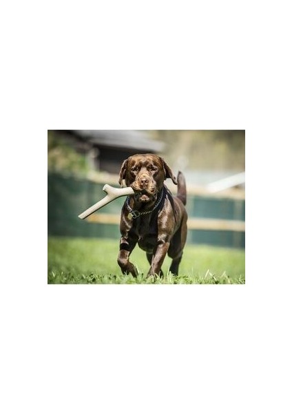 Köpekler Için At Tut Getir Oyun Çubuğu