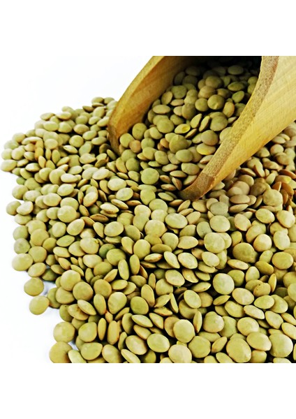 Atabaşak Atalık Tohum Yeşil Mercimek 500 Gram