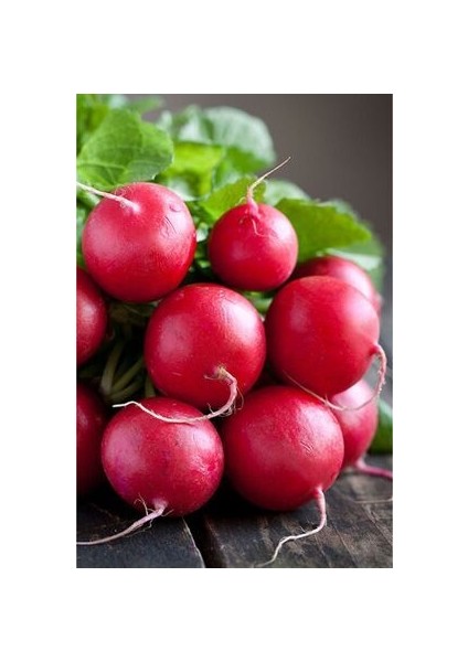 Fındık Turpu Kıtır Kahvaltılık Turp 50+ Adet Doğal Tohum Ev Bahçe ve Terasa Uygun