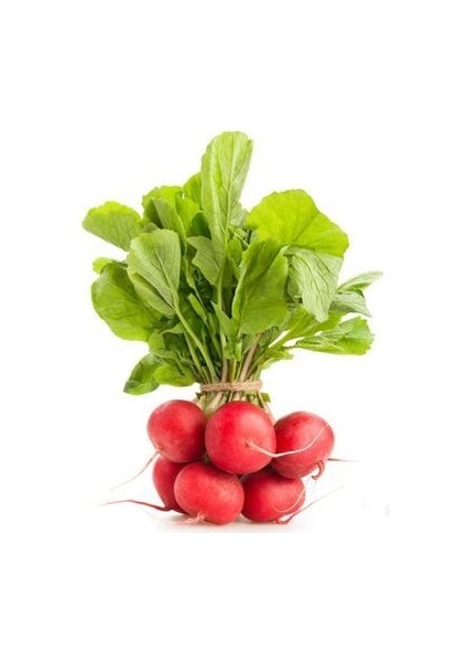 Fındık Turpu Kıtır Kahvaltılık Turp 50+ Adet Doğal Tohum Ev Bahçe ve Terasa Uygun fiyatları