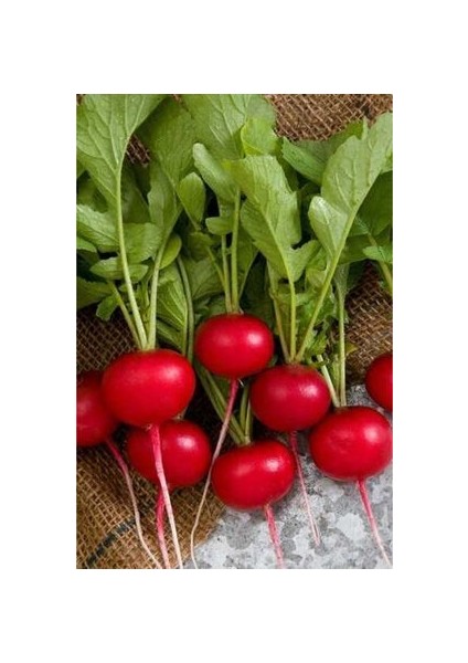 Fındık Turpu Kıtır Kahvaltılık Turp 50+ Adet Doğal Tohum Ev Bahçe ve Terasa Uygun modelleri