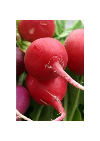 Fındık Turpu Kıtır Kahvaltılık Turp 50+ Adet Doğal Tohum Ev Bahçe ve Terasa Uygun fırsatları