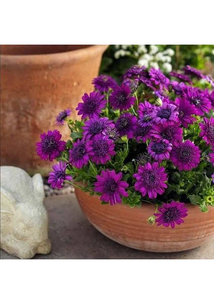 Katmerli Erato Double Purple Bodrum Papatyası Çiçeği Fidesi (1 Adet)