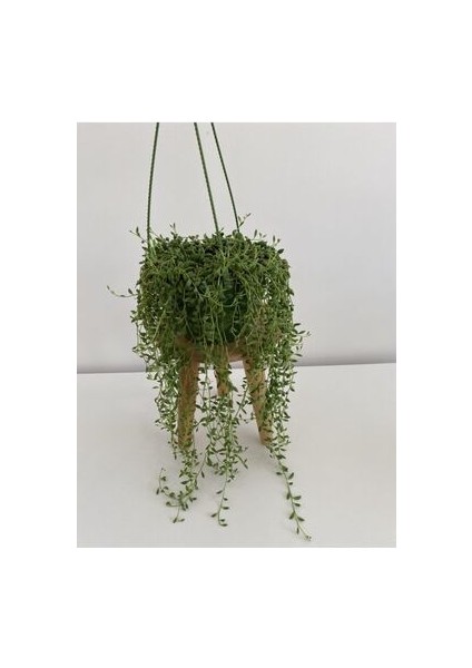 Tesbih Çiçeği - Senecio