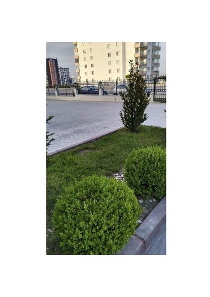 Ithal Çim Tohumu Özel 7 Lı Karışım Basmaya Gölgeleye Dayanıklı 7 Günde Çimlenir 10 kg modelleri