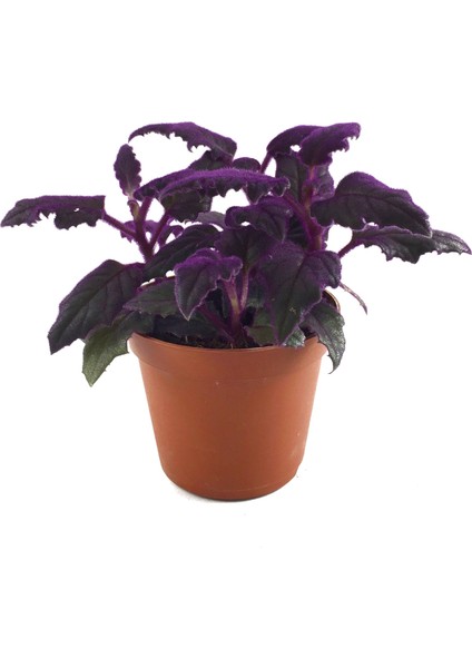 Gynura Aurantiaca (Mor Kadife Çiçeği)