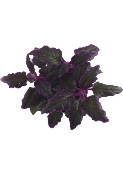 Gynura Aurantiaca (Mor Kadife Çiçeği) fiyatları