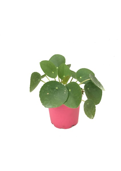 Pilea Peperomioides (Para Çiçeği)