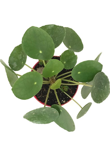 Pilea Peperomioides (Para Çiçeği)