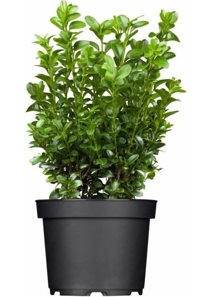 Şimşir Fidanı 30-40 cm (Buxus Sempervirens)