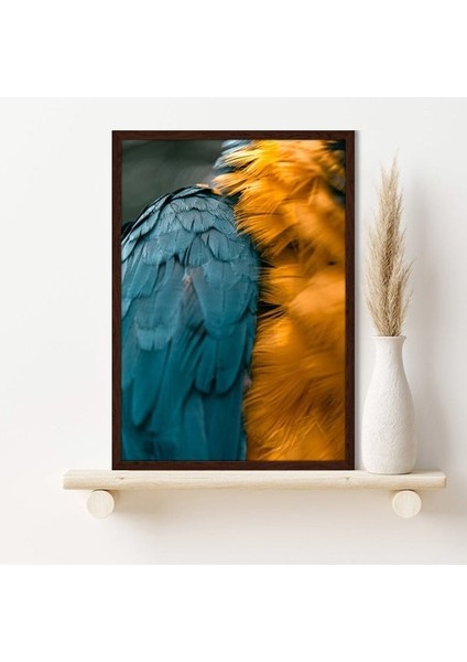 Turuncu & Mavi Papağan Tüyleri 1 Çerçeve ve Poster - H1026 modelleri