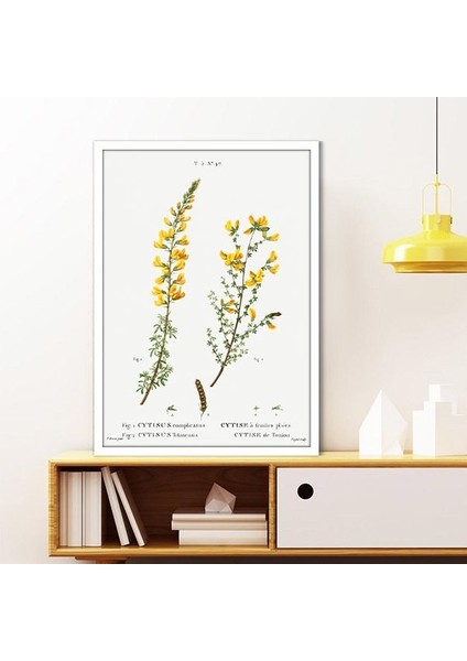 Cytisus Bitkisi 1 Çerçeve ve Poster - MT1098