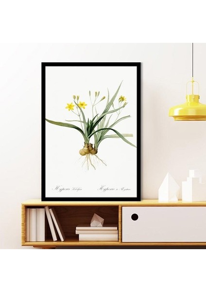 Hypoxis Bitkisi 1 Çerçeve ve Poster - MT1097