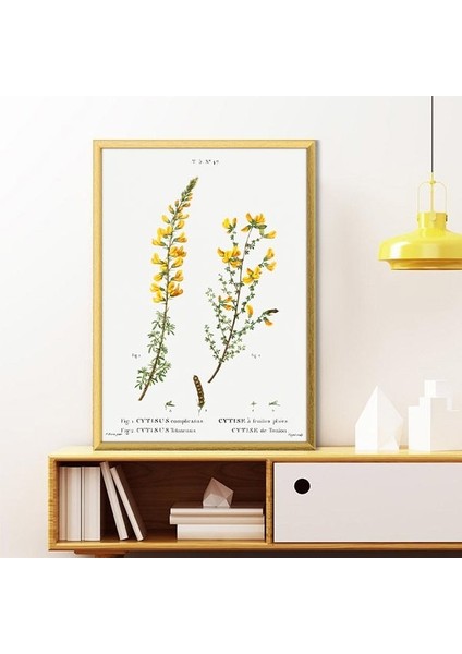Cytisus Bitkisi 1 Çerçeve ve Poster - MT1098