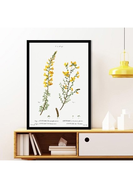 Cytisus Bitkisi 1 Çerçeve ve Poster - MT1098 fiyatları
