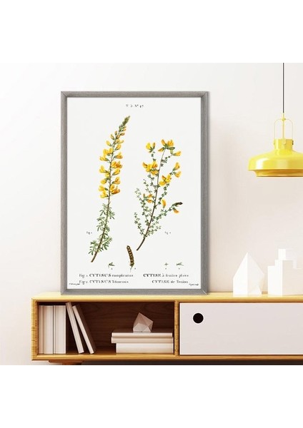 Cytisus Bitkisi 1 Çerçeve ve Poster - MT1098 modelleri