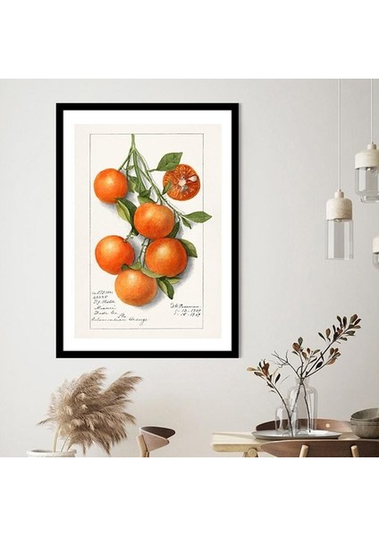 Mandalina 3 Çerçeve ve Poster - MT1102